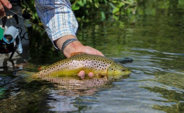 Chalkstream Fishing, River Anton, Aardvark McLeod