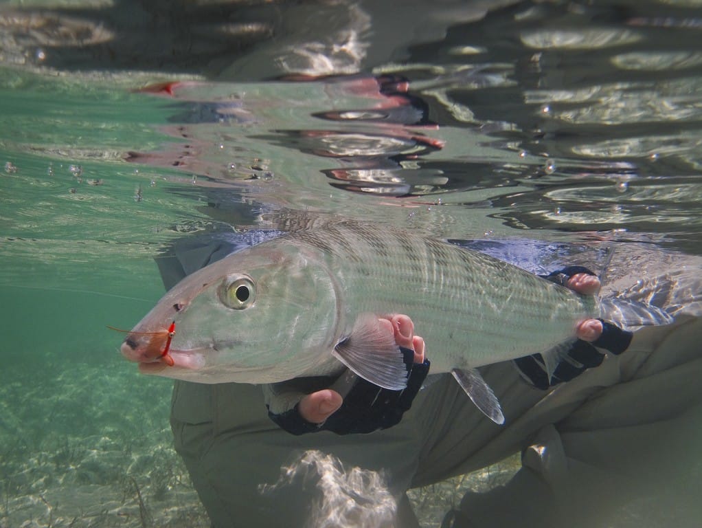 https://www.aardvarkmcleod.com/blog/bahamas-andros-bairs-lodge/