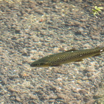 Testcombe, River Test, Chalkstream Fishing, Aardvark McLeod