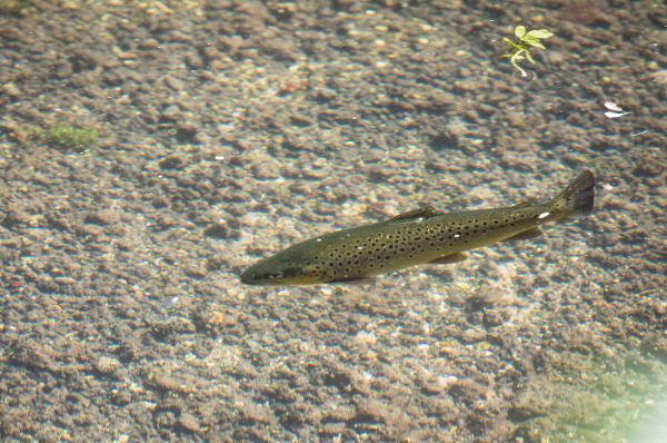 Testcombe, River Test, Chalkstream Fishing, Aardvark McLeod