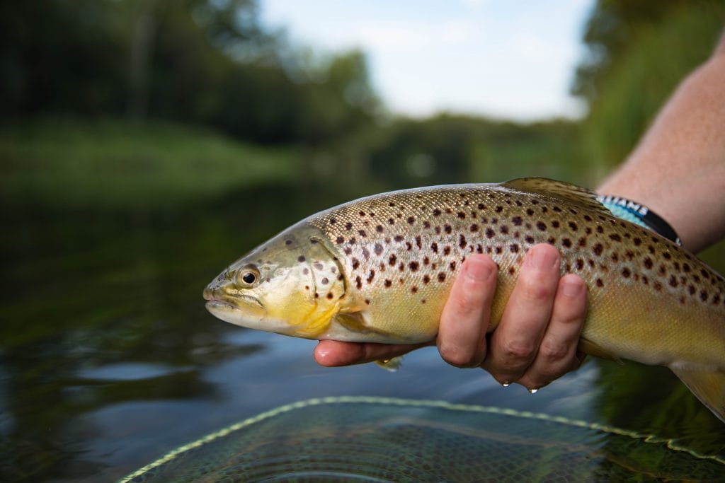 Testcombe, River Test, Chalkstream Fishing, Aardvark McLeod