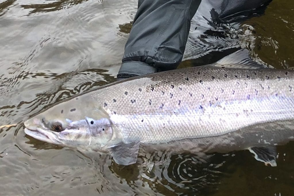 River Tweed Salmon Fishing, Chasing Fins Salmon Fishing, Scotland Salmon Fishing, Aardvark McLeod Salmon Fishing