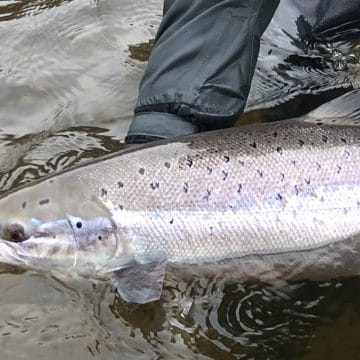 River Tweed Salmon Fishing, Chasing Fins Salmon Fishing, Scotland Salmon Fishing, Aardvark McLeod Salmon Fishing