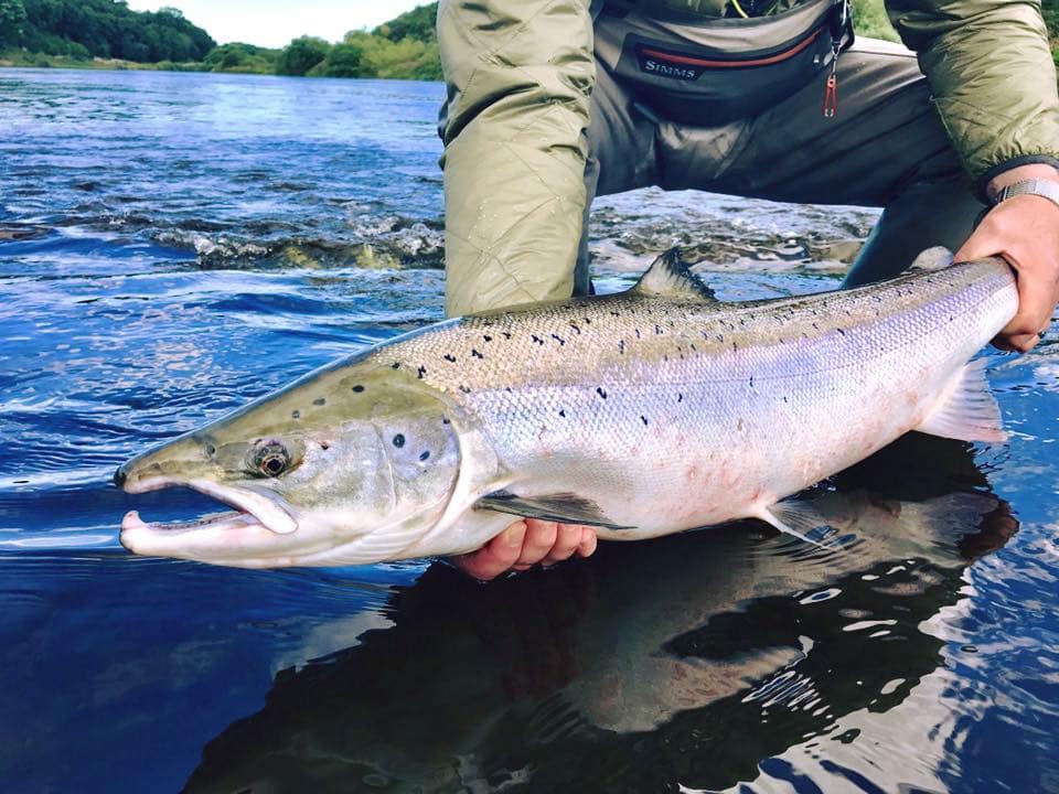 River Tweed Salmon Fishing, Chasing Fins Salmon Fishing, Scotland Salmon Fishing, Aardvark McLeod Salmon Fishing