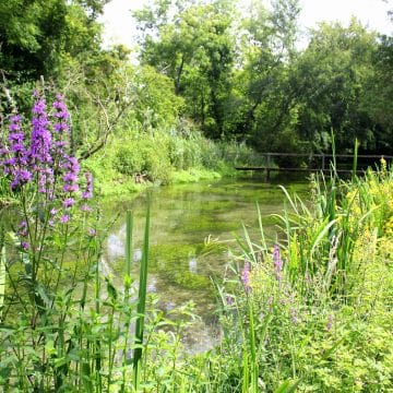 Westover, River Anton, Chalkstream Fishing