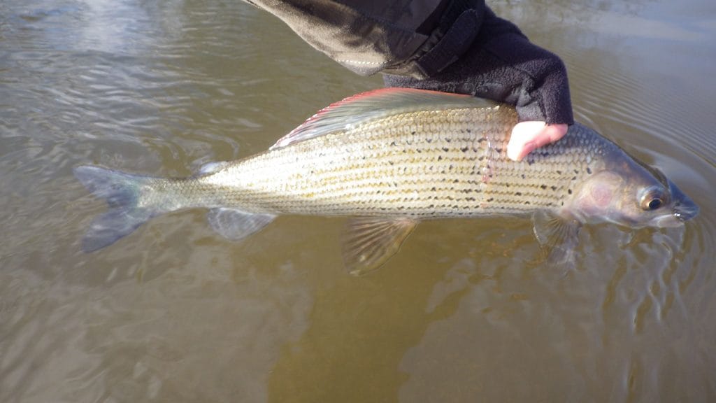 Grayling, River Anton, Chalkstream Fishing, Aardvark McLeod