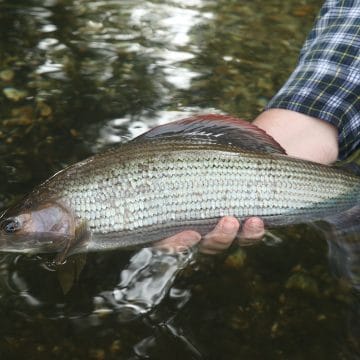 UK Chalkstream Grayling fishing, Winter Grayling, Grayling Master Class, Alex Jardine