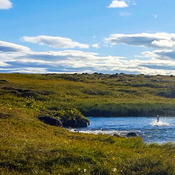 Deildara, Iceland, Aardvark MCLeod