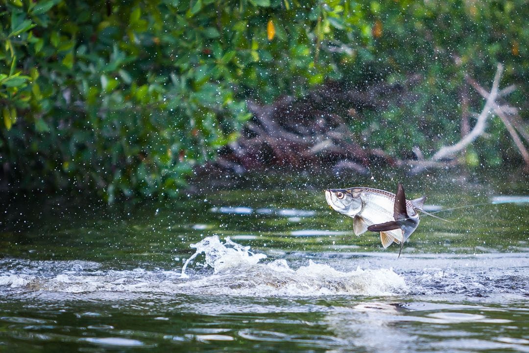 Mexico, Tarpon, Aardvark McLeod