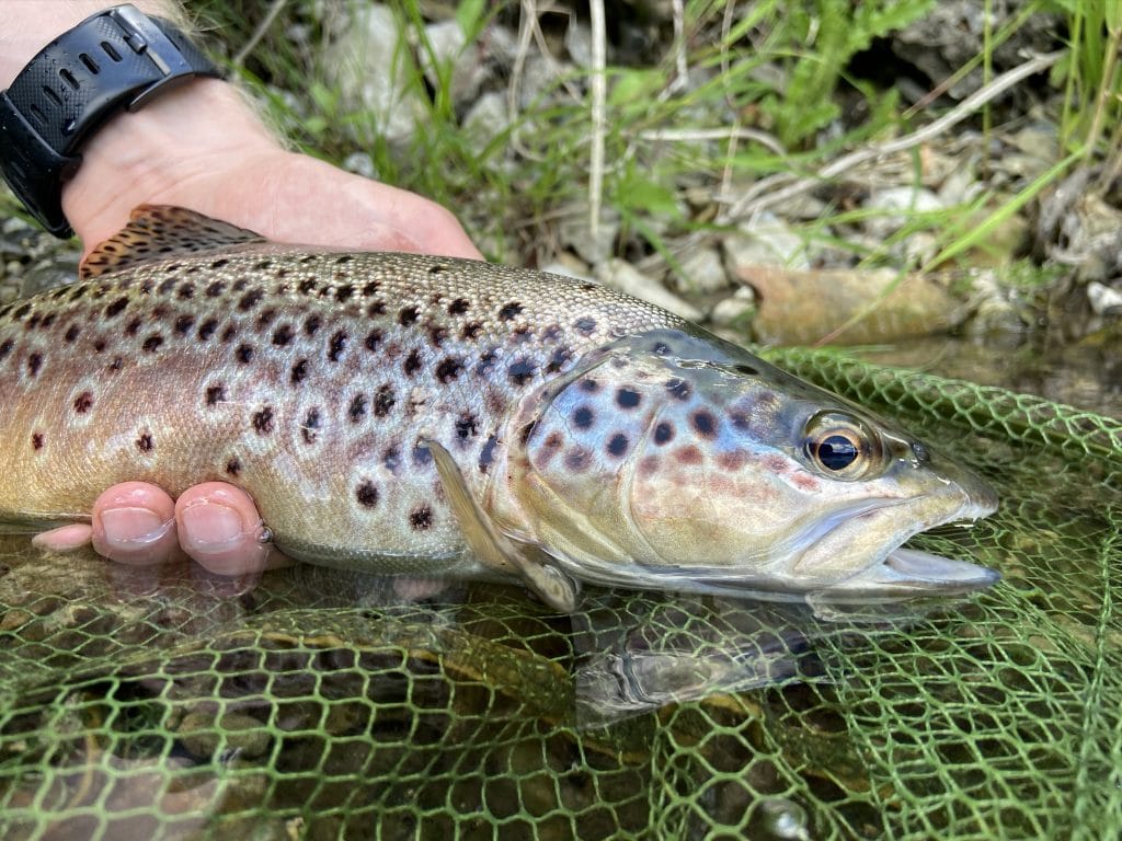 River Wylye at Langford Lakes, Chalkstream Fly Fishing, Aardvark McLeod