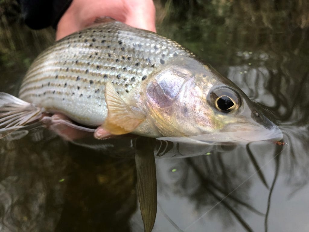 River Wylye at Langford Lakes, Chalkstream Fly Fishing, Aardvark McLeod