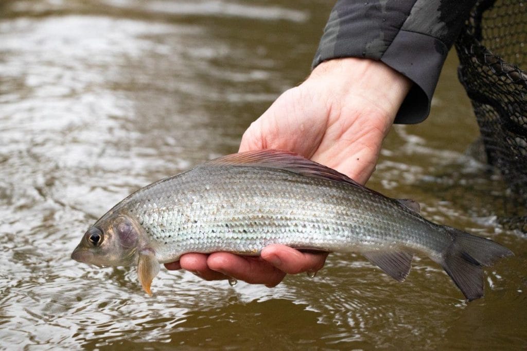 River Wylye at Langford Lakes, Chalkstream Fly Fishing, Aardvark McLeod