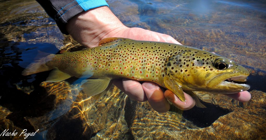 Spanish Pyrenees, Zebra Trout, trout fishing, fishing in the Pyrenees, Aardvark McLeod, Spain