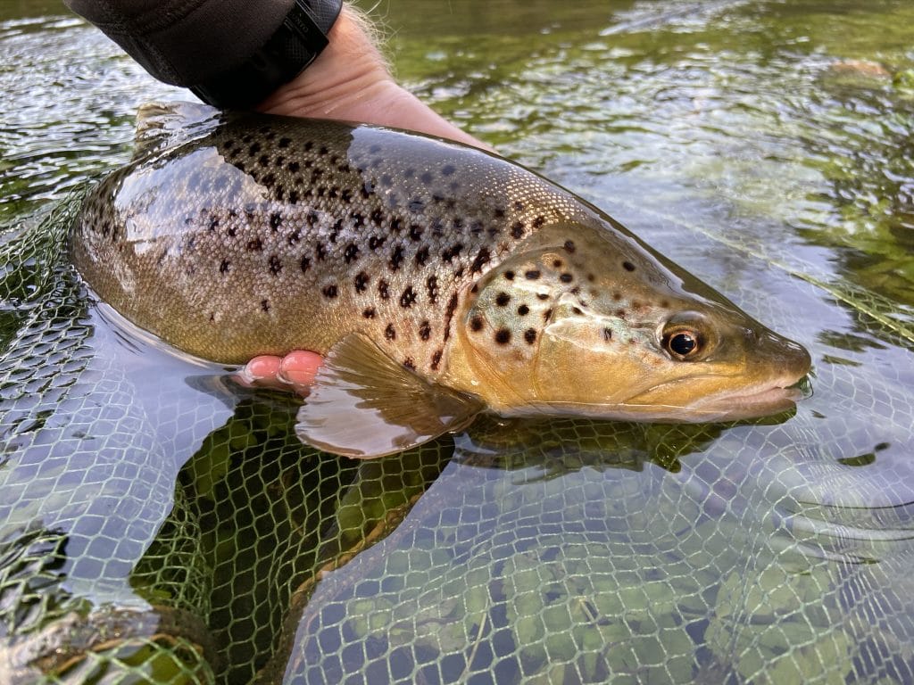 River Wylye at Langford Lakes, Chalkstream Fly Fishing, Aardvark McLeod