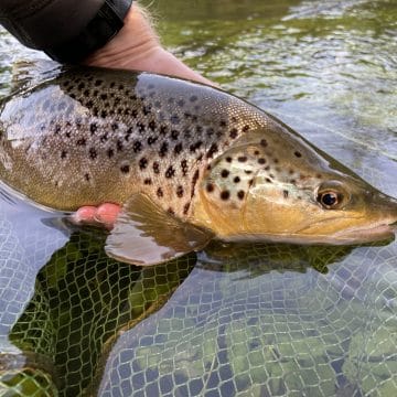 River Wylye at Langford Lakes, Chalkstream Fly Fishing, Aardvark McLeod