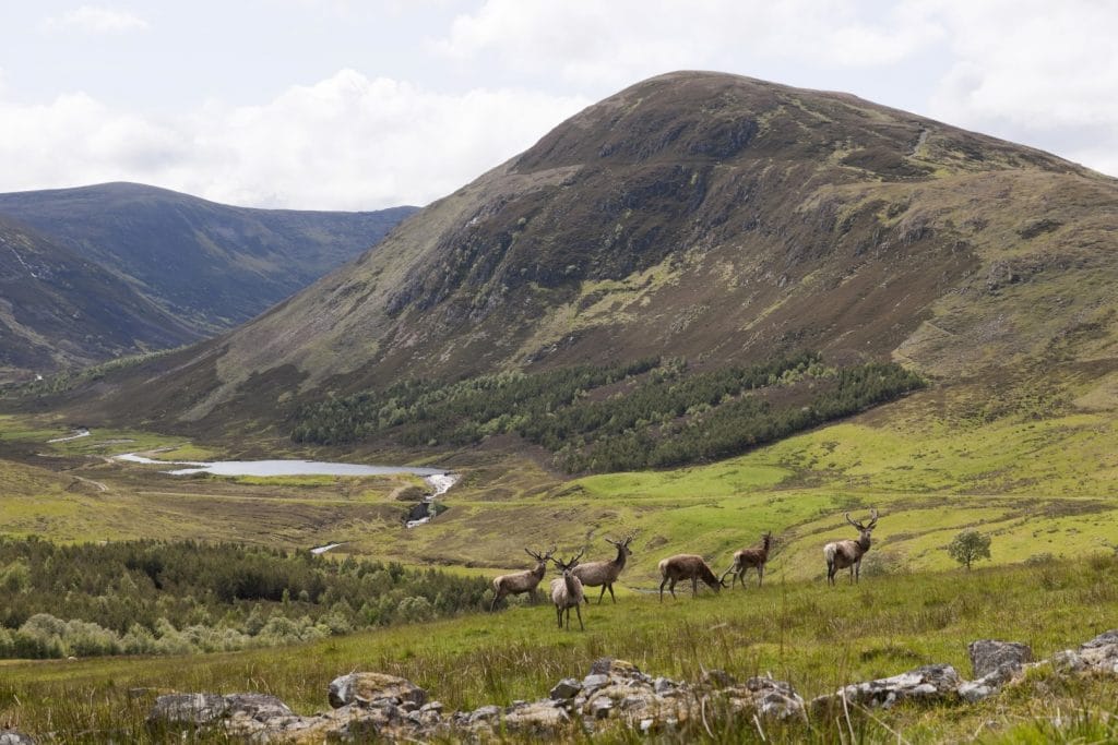 River Carron, Glencalvie, Scottish Salmon Fishing, Aardvark McLeod