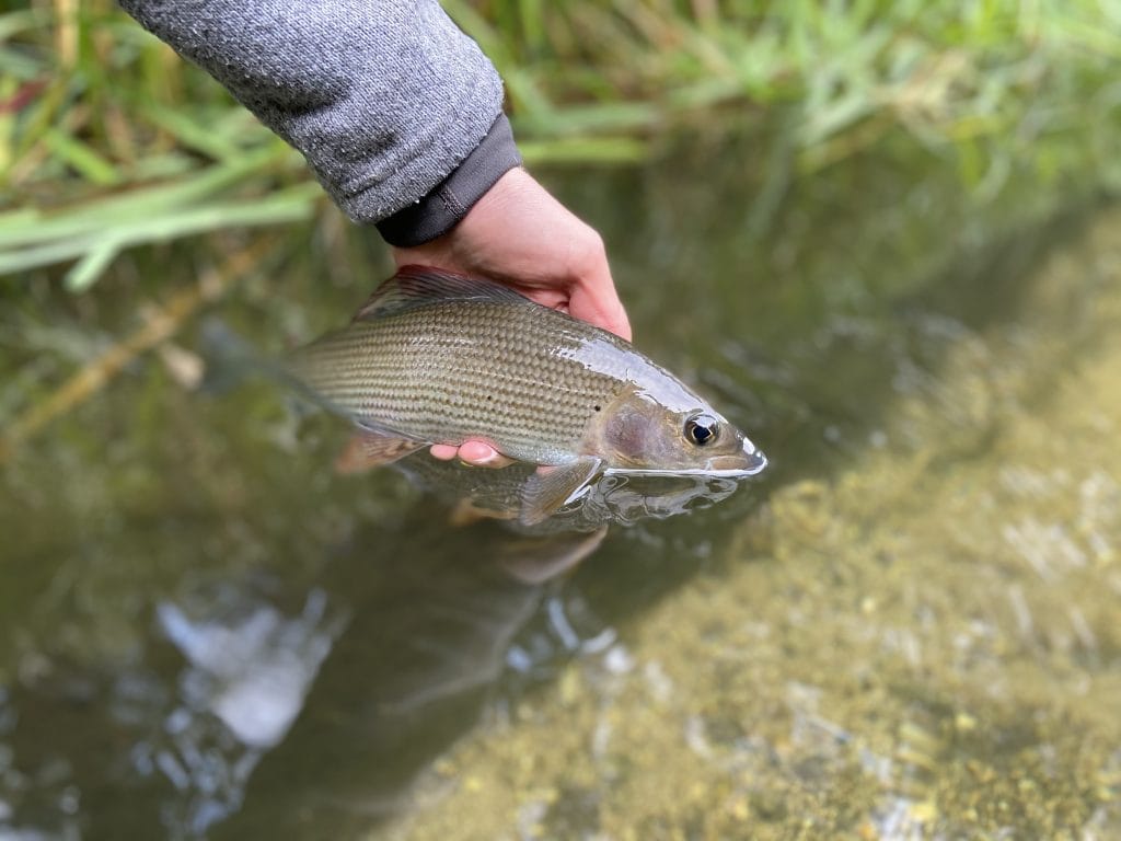 Mayfly fishing, Wherwell Estate River Test, chalkstream fly fishing, river test, Grayling Fishing