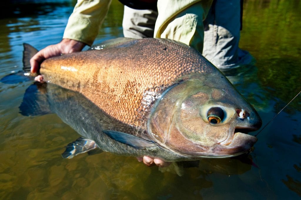 Golden Dorado, Boliva, Aardvark McLeod