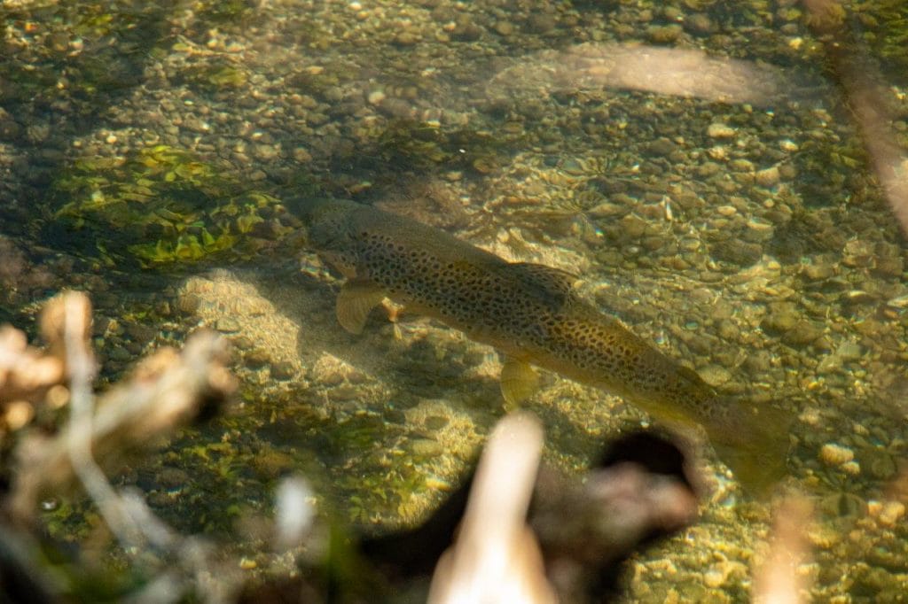 Mayfly fishing, Wherwell Estate River Test, chalkstream fly fishing, river test