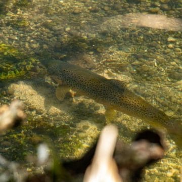 Mayfly fishing, Wherwell Estate River Test, chalkstream fly fishing, river test