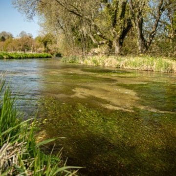 Mayfly fishing, Wherwell Estate River Test, chalkstream fly fishing, river test