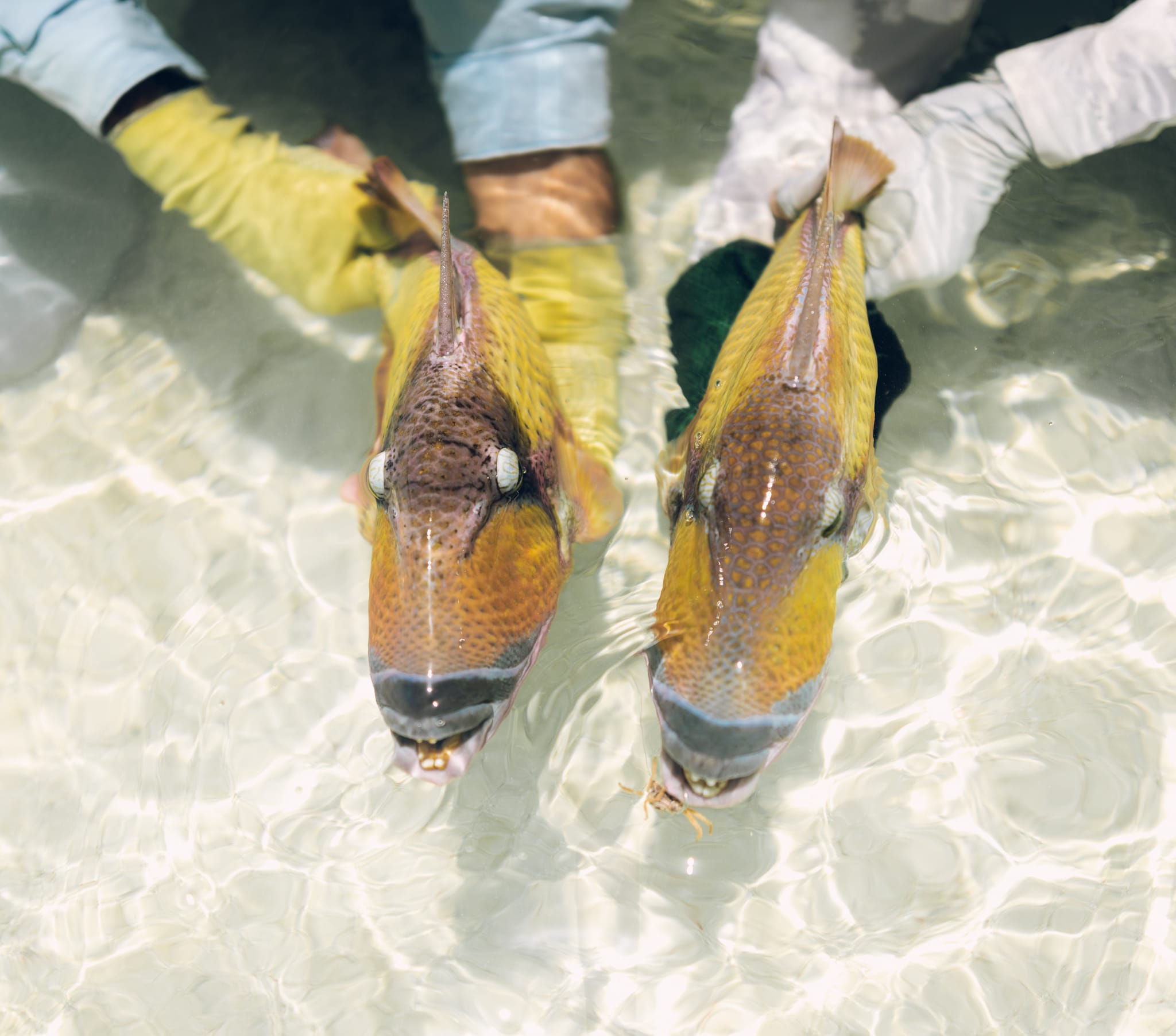 Sudan, trigger fish, Aardvark McLeod