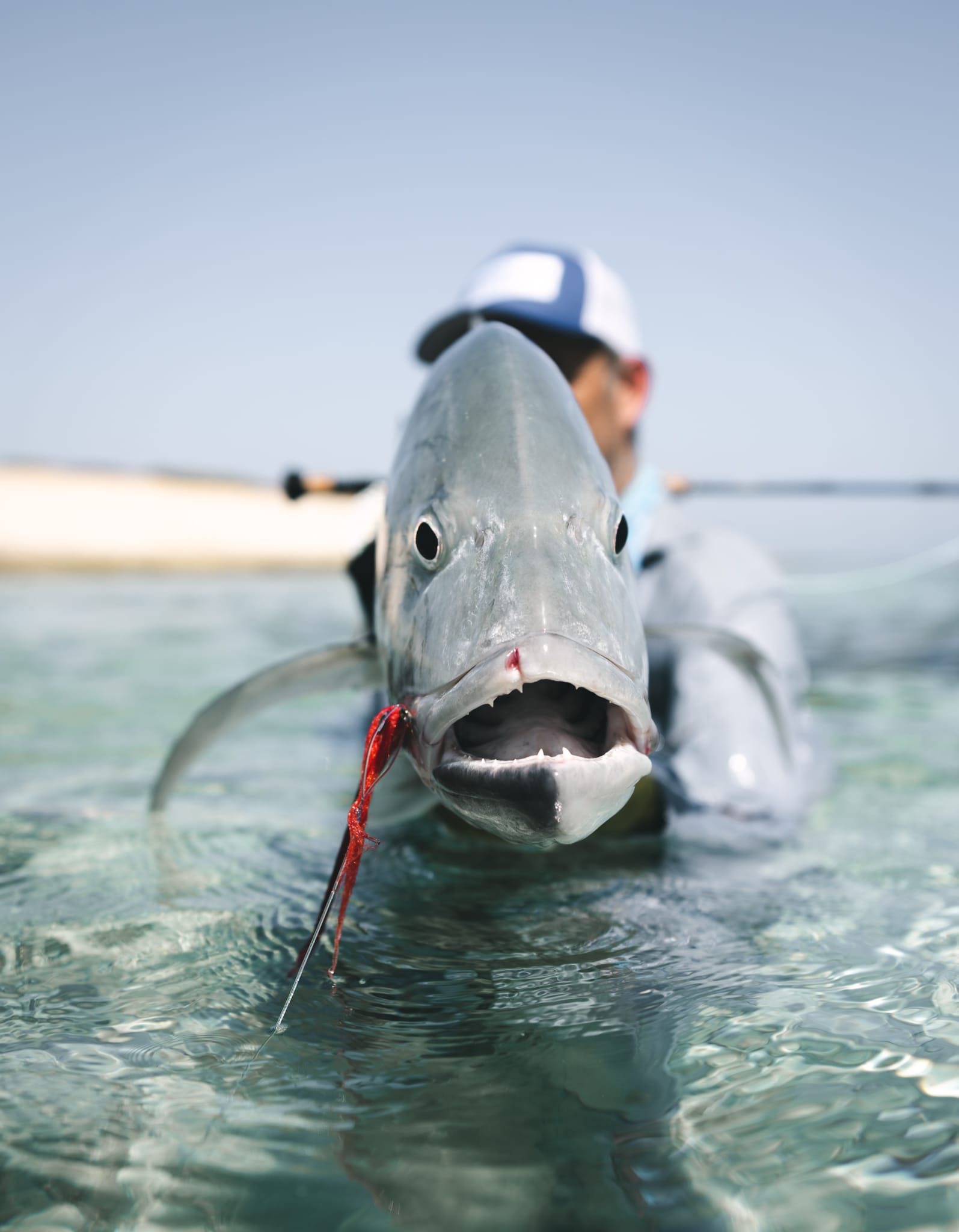 Sudan, trigger fish, Aardvark McLeod