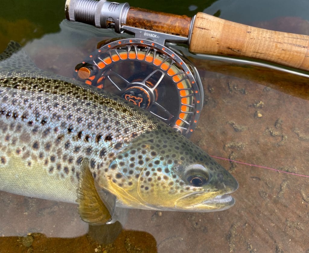 River Eden, Trout Fishing, Cumbria