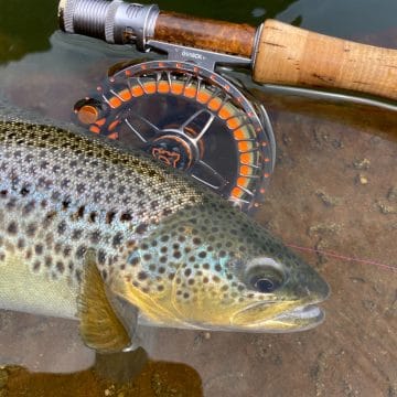River Eden, Trout Fishing, Cumbria