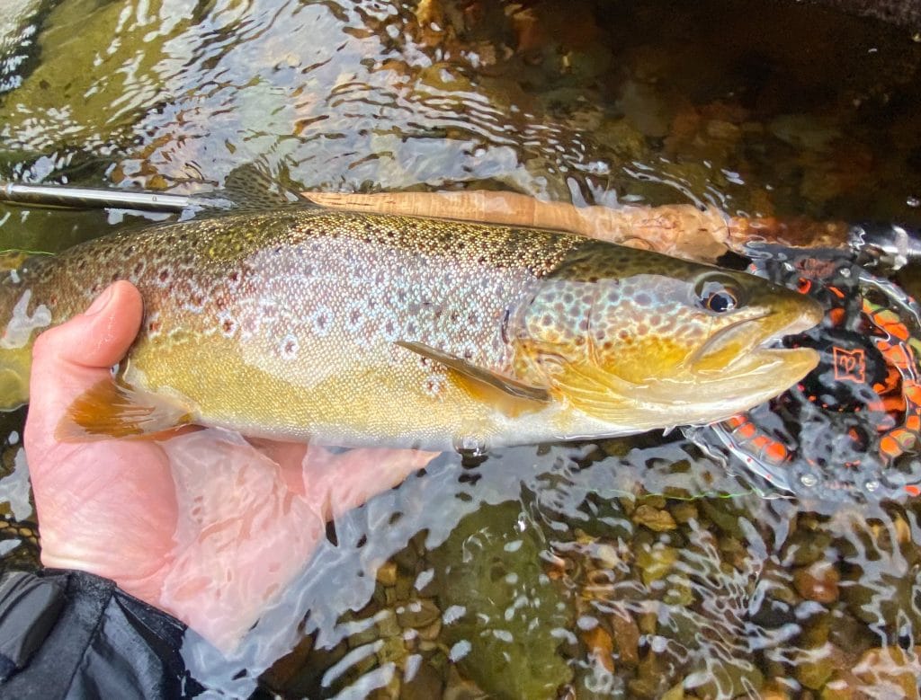 River Eden, Trout Fishing, Cumbria