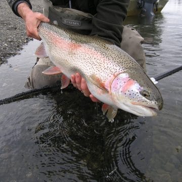 Alaska, Alaska West, Rainbow Trout, Aardvark McLeod