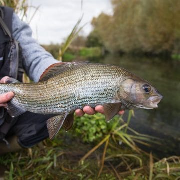 Westfair River Anton Grayling Fly Fishing