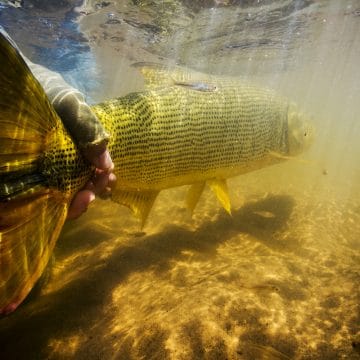 Golden Dorado, Boliva, Aardvark McLeod