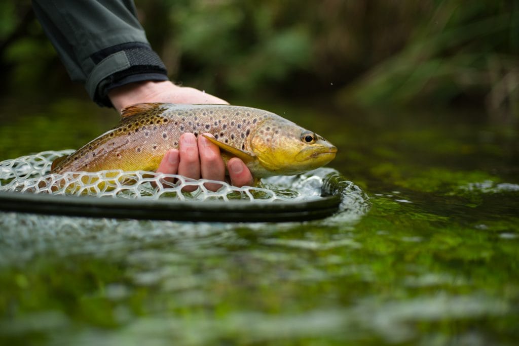 Polhampton, River Test, Chalkstream Fly fishing, Trout river Fishing, Aardvark McLeod