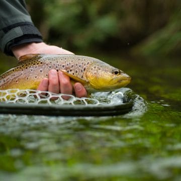 Polhampton, River Test, Chalkstream Fly fishing, Trout river Fishing, Aardvark McLeod