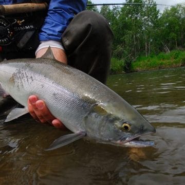 Kulik Lodge Alaska fishing pacific salmon Aardvark McLeod