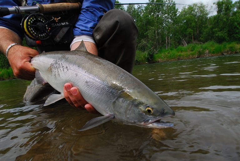 Kulik Lodge Alaska fishing pacific salmon Aardvark McLeod