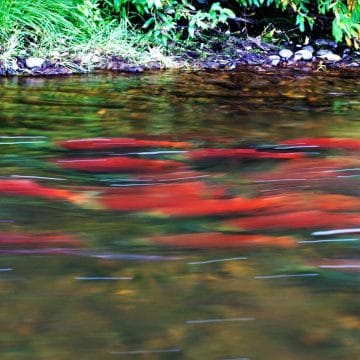 ATA Lodge Alaska Trophy Adventure Lodge pacific salmon fishing Aardvark McLeod