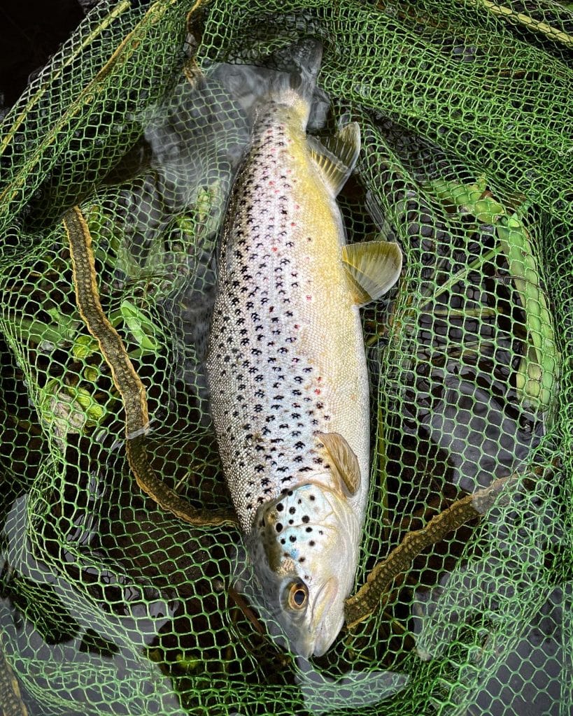 River Test, Broadlands Estate, Chalkstream Fly Fishing