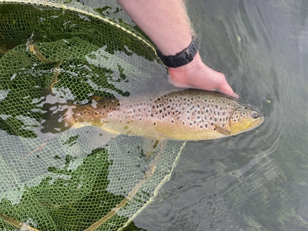Mayfly, chalkstream, river test, river anton, river avon,
