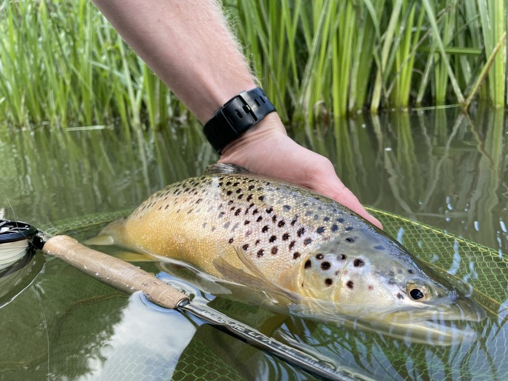 Mayfly, chalkstream, river test, river anton, river avon,