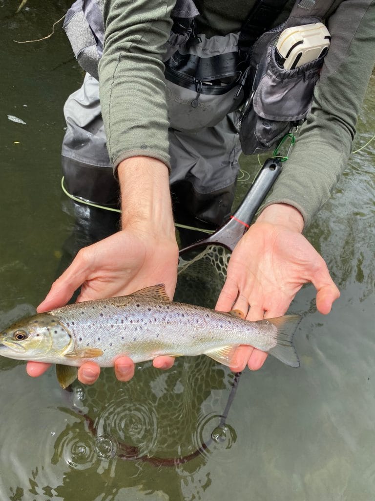 Spanish Pyrenees, Zebra Trout, trout fishing, fishing in the Pyrenees, Aardvark McLeod, Spain