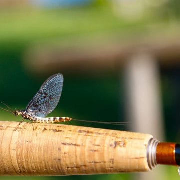 Bosnia, Fly Fishing, Brown Trout, dry fly fishing, grayling, Ribnik, Pliva, dry fly fishing