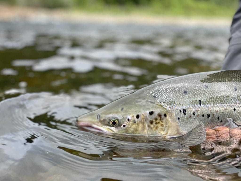 Gaula River Norway, Winsnes Lodge Norway, Atlantic salmon Norway, Salmon Fly Fishing Norway