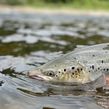 Gaula River Norway, Winsnes Lodge Norway, Atlantic salmon Norway, Salmon Fly Fishing Norway