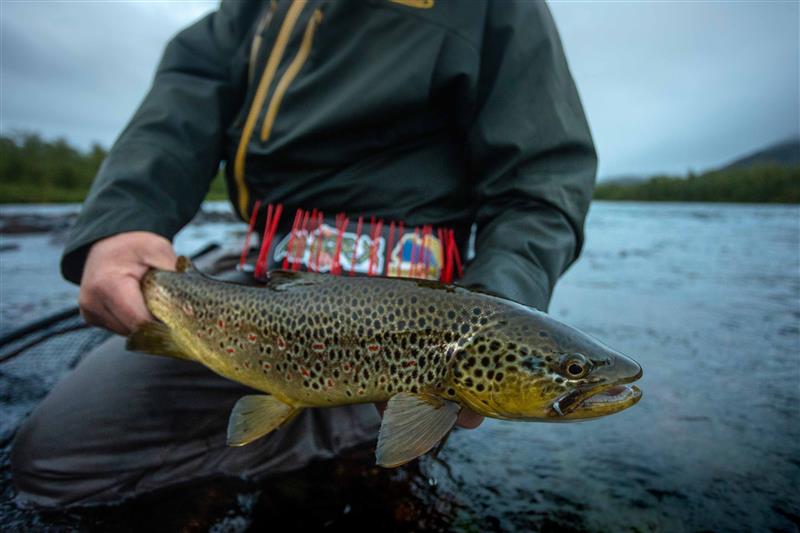 Tjuonajokk Lodge, Sweden, grayling Sweden, Aardvark McLeod