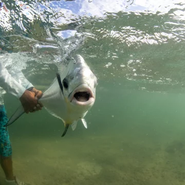 X Flats Mexico, permit fishing, Mexico permit fishing, saltwater fly fishing Mexico, Aardvark McLeod