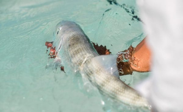 Fly fish Guanaja Lodge, Honduras fly fishing, Honduras bone fishing, Honduras permit fishing, Aardvark McLeod