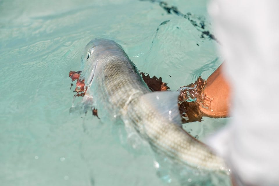 Fly fish Guanaja Lodge, Honduras fly fishing, Honduras bone fishing, Honduras permit fishing, Aardvark McLeod