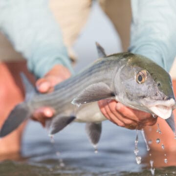 Abaco Lodge on Abaco Island in The Bahamas was for many, the one of the best Bahamian lodges for bonefishing.